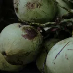 Sekumpulan kelapa hijau segar menggantung di dahan pohon kelapa di Semarang, Indonesia