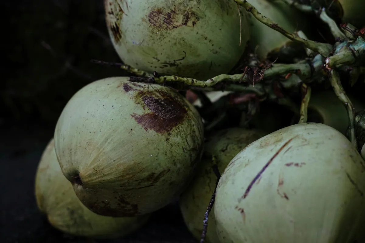 Sekumpulan kelapa hijau segar menggantung di dahan pohon kelapa di Semarang, Indonesia